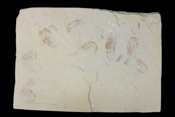 Nine Cretaceous Fossil Shrimp (Carpopenaeus) - Hjoula, Lebanon #173150